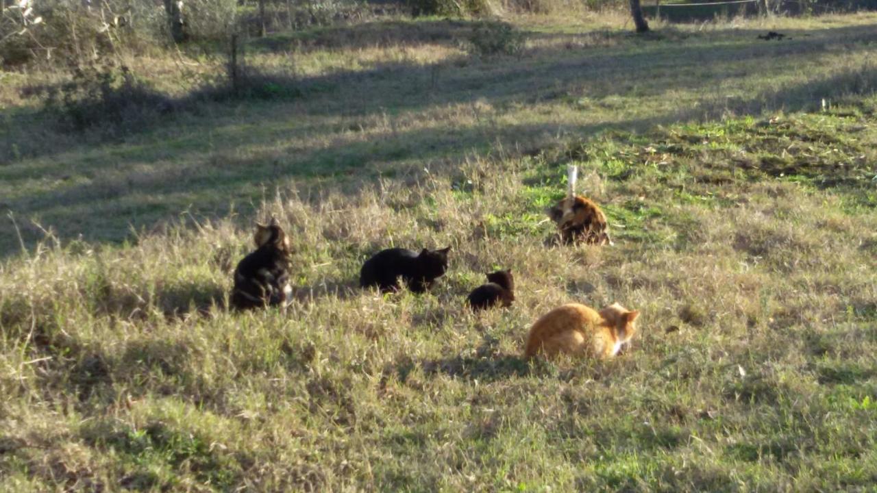 Appartamento Monolocale di Meo Suvereto Esterno foto