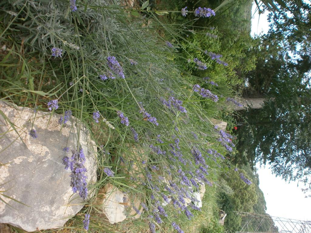 Appartamento Monolocale di Meo Suvereto Esterno foto